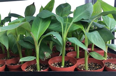 Sweetheart Banana – FHIA-03 – Dwarf Banana Plant - Banana Trees For Sale