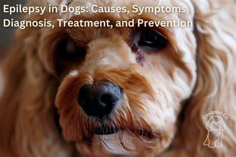 Epilepsy in Dogs: Causes, Symptoms, Diagnosis, Treatment, and Prevention • Cavapoo & Co