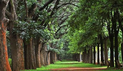 Cubbon Park, Sampangi Rama Nagara, Bengaluru | WhatsHot Bangalore