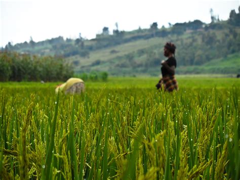 AATF and IRRI to bring hybrid rice and sustainable technologies to African smallholder farmers ...