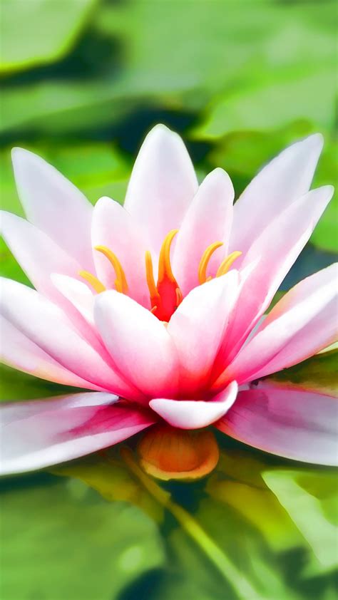 Water Lily Wallpaper - iPhone, Android & Desktop Backgrounds