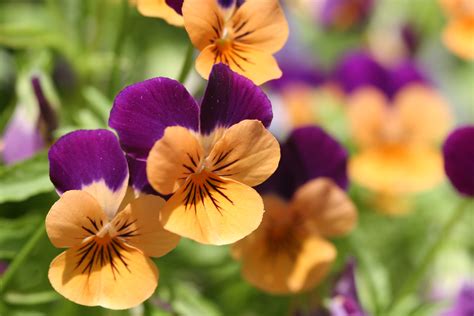 File:Orange violet pansies.jpg - Wikipedia