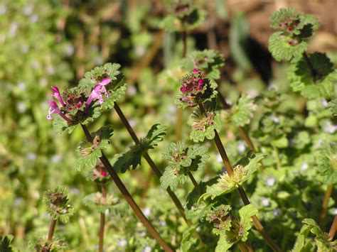 It’s Spring and Everything’s Blooming … including the Weeds! | Master ...