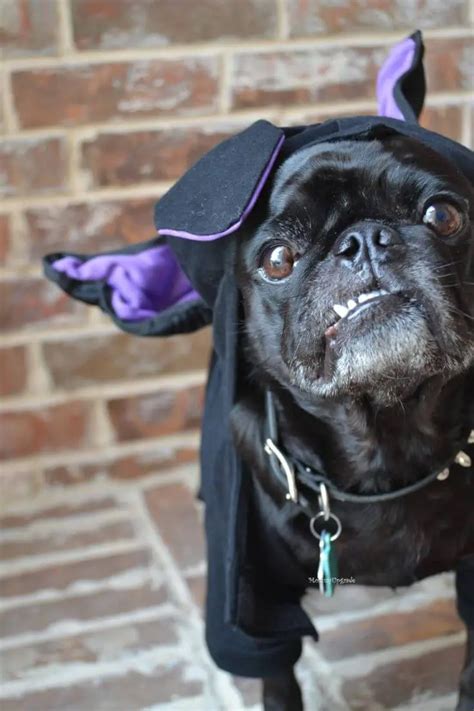 Pug Halloween Costumes - Pets and Furbabies - Tried and True by Trista