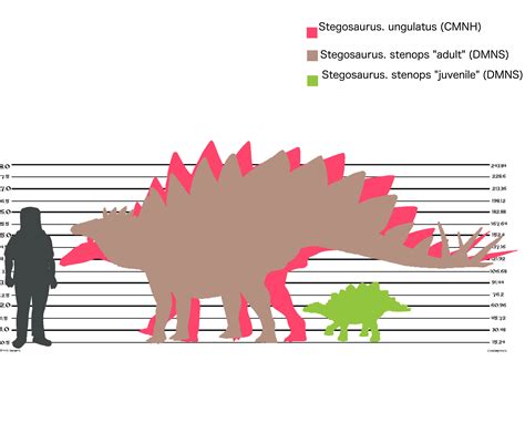 New Stegosaurus Height Chart by Asuma17 on DeviantArt