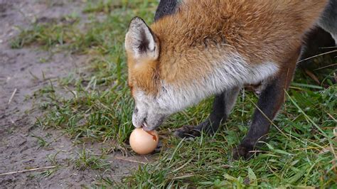 Fox eating a raw egg | I'm fascinated how a fox can eat a raw egg just ...