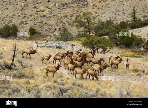 Elk herd in Yellowstone National Park Stock Photo - Alamy