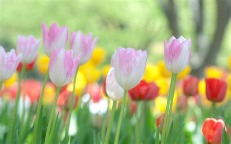 Wallpaper Blooming tulips 2560x1600 Picture, Image