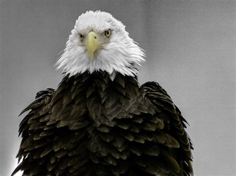 Bald Eagle Ruffel my Feathers Photograph by John Straton - Pixels