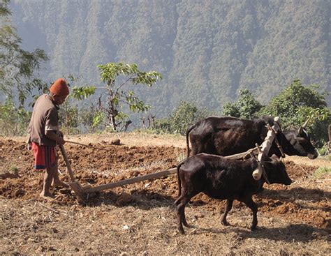 Top 12 Traditional Agricultural Tools of Nepal » Tools Nepal