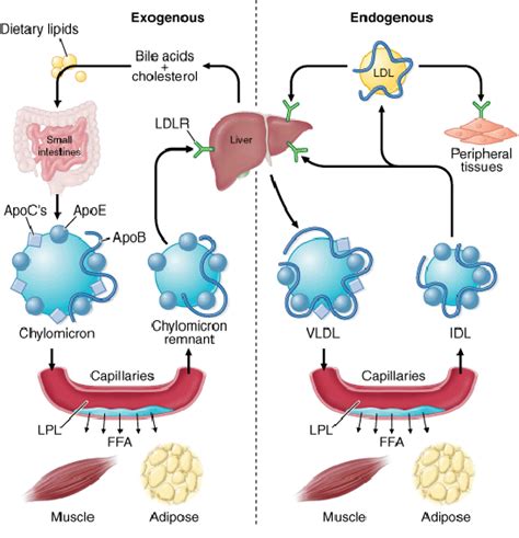 3: Schematic of the exogenous and endogenous lipid metabolism pathways ...