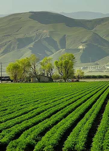 dandelions&bubbles: The Central Valley, A California Landscape