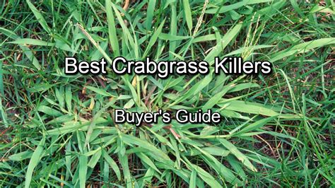 Best Crabgrass Killer That Won't Kill Grass - [TOP 10]