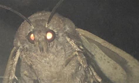 What Is The Moth Lamp Meme? Here’s Why You Keep Seeing This Meme On Social Media