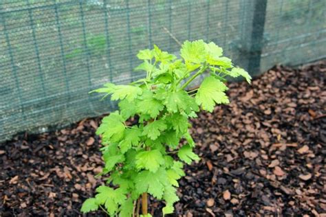 Horticulturists Recommend 12 Gooseberry Varieties With Culinary And ...