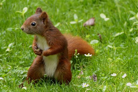 Fotos gratis : césped, prado, animal, verano, fauna silvestre, sentado ...