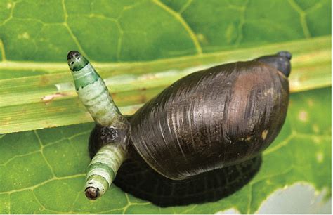 A zombie species is taking over Snails. Will they go after other species, too? – Animal Scene ...