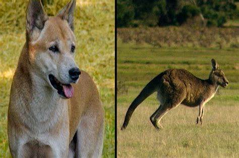 Kangaroos & Dingos of Australia