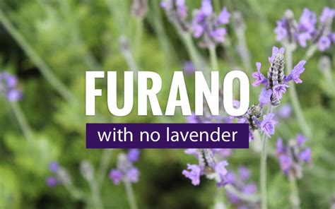 Furano, post-lavender season – Everything is Aussome