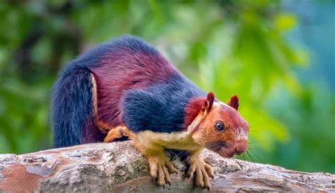 Meet The Indian Giant Squirrel, The Exotic Rainbow Rodent