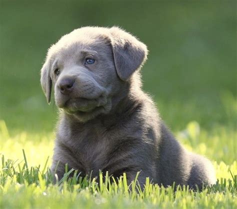 Silver Labrador Breeders, Silver Lab puppies, Charcoal Lab puppies ...