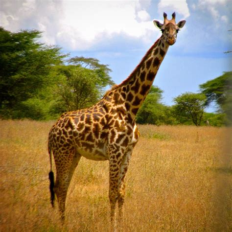 Giraffe in Tanzania | Giraffe, Serengeti national park, Serengeti