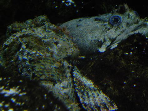 Gulf Toadfish | Taken in the Mote Marine Laboratory and Aqua… | Flickr