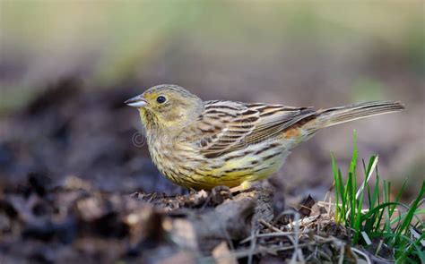 Female Yellowhammer Emberiza Citrinella Posing Near the Ground Litter and Grass Stock Photo ...