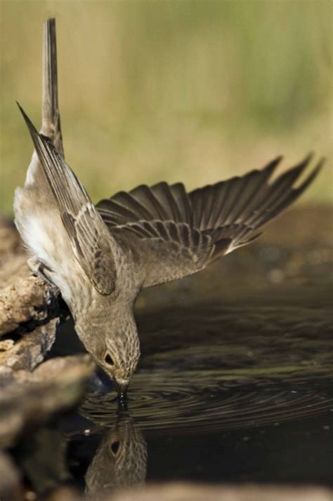 Steve Mills Bird Photography