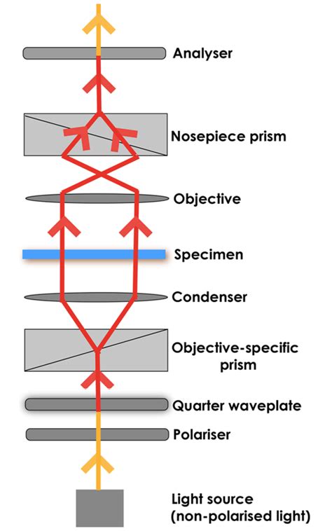 A guide to Differential Interference Contrast (DIC)