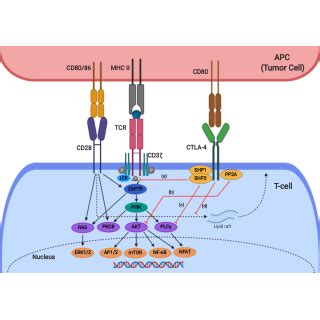 Schematic illustration of Bispecific T-cell Engager (BiTE) structure... | Download Scientific ...