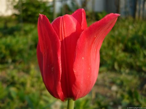 Red Tulip – FREEBigPictures.com