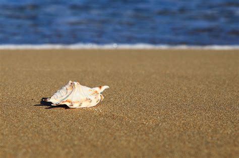 Sea Shell On Beach Free Stock Photo - Public Domain Pictures