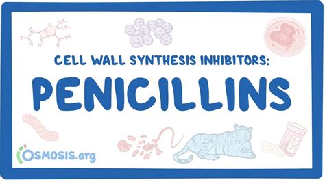 Cell wall synthesis inhibitors: Penicillins: Video, Causes, & Meaning | Osmosis