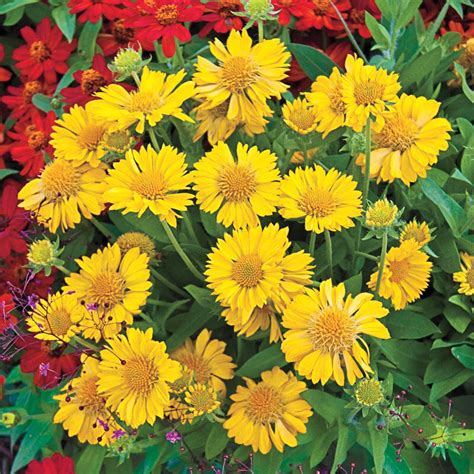 Buy Mesa Yellow Gaillardia Online | Excellent Deal | Breck's