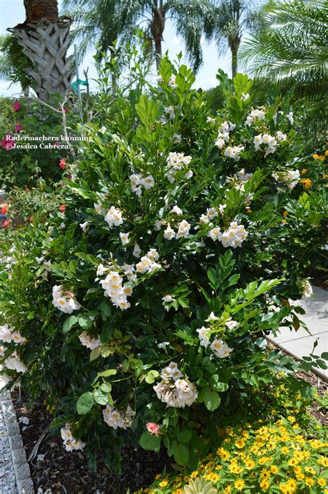 Radermachera kunming – Dwarf Jasmine Tree – Freund Flowering Trees, Inc.