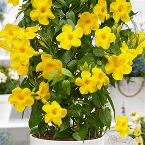 Dipladenia ~ YELLOW Mandevilla ~ Vine Live Plant 8 inches tall or more ~ - Other Plants & Seedlings