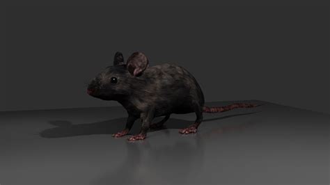 3D model Rat 3d Model - TurboSquid 1717558