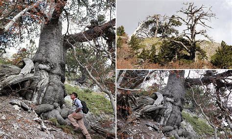 'Oldest tree in Europe' is STILL growing at 1,230 years old | Europe ...