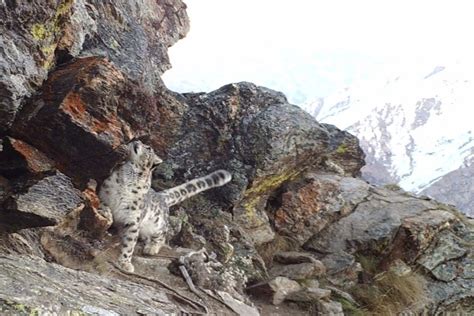 Rare snow leopard sighted at high altitude in Kishtwar, Jammu - The Statesman