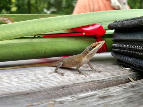 Green Anole (Lizards On The Loose! Anole Lizards of South Florida ...