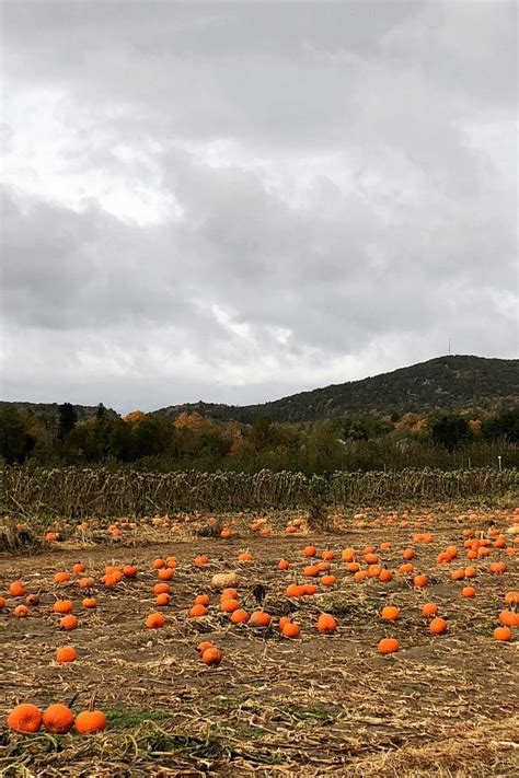 37 Best Pumpkin Farms Near Me 2023 - Pumpkin Picking Near Me