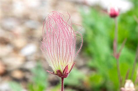 Prairie Smoke: Plant Care & Growing Guide