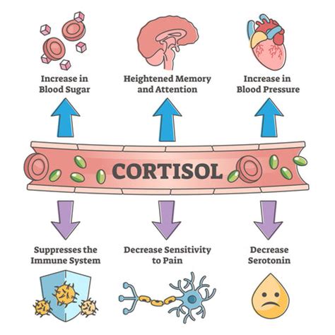 Cortisol – The Stress Hormone – InterPlexus