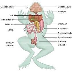 Excretory and Nervous Systems: Frog - Additional Study Material for ...