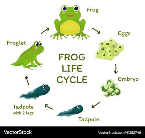 Life Cycle Of A Frog Display Posters Frog Life Cycle Images | Sexiz Pix