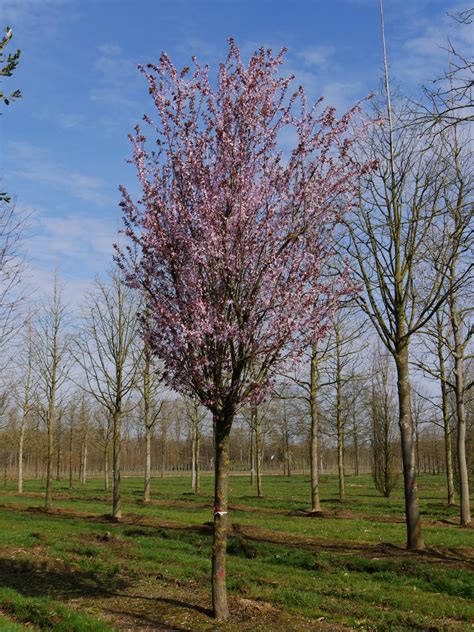 Prunus cerasifera 'Nigra' | Myrobalan plum, Cherry plum - Van den Berk Nurseries