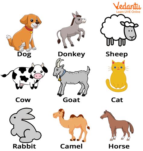 Animals Images With Names For Kids