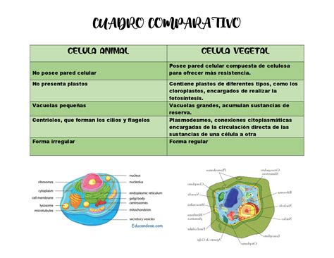 Cuadro Comparativo La Celula Kulturaupice | The Best Porn Website