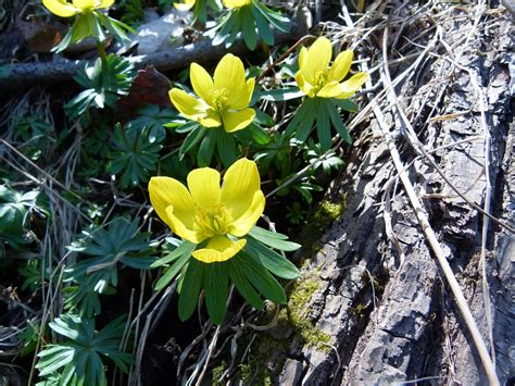 Winter Aconite Flowers Plant - Free photo on Pixabay